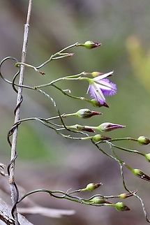 Twining Fringe-Lily - Thysanotus patersonii Growing up a dead grass stalk. Eamw flora,Thysanotus patersonii,Twining Fringe-lily
