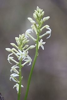 Stackhousia aspericocca  Australia,Eamw,Eamw flora,Geotagged,Spring,Stackhousia aspericocca