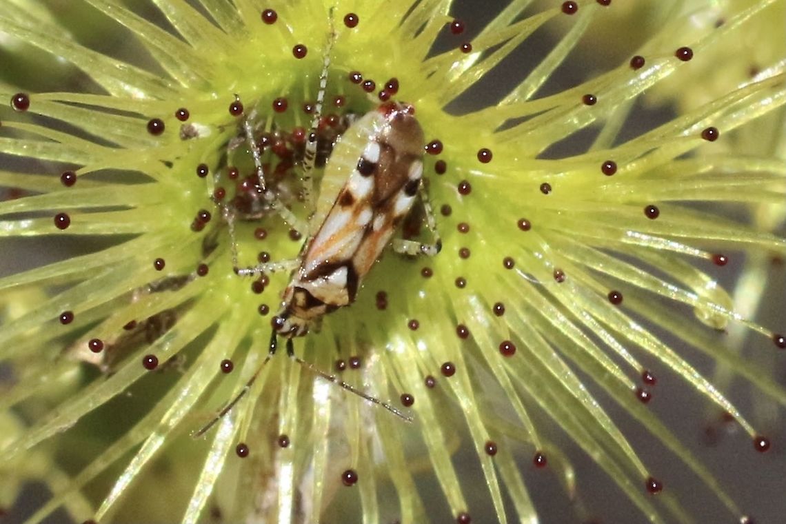 Setocoris bug - genus : Setocoris This Setocoris bug is able to move freely, but very carefully, among the gland-tipped, sticky insect-catching hairs of a Drosera sundew. It feeds on the juices of other insects caught by the sundew, effectively robbing the predator of its Prey.<br />
<br />
<a href="https://www.taxonomyaustralia.org.au/post/what-s-bugging-gerry-cassis" rel="nofollow">https://www.taxonomyaustralia.org.au/post/what-s-bugging-gerry-cassis</a> Australia,Eamw Setocoris bug,Geotagged,Spring