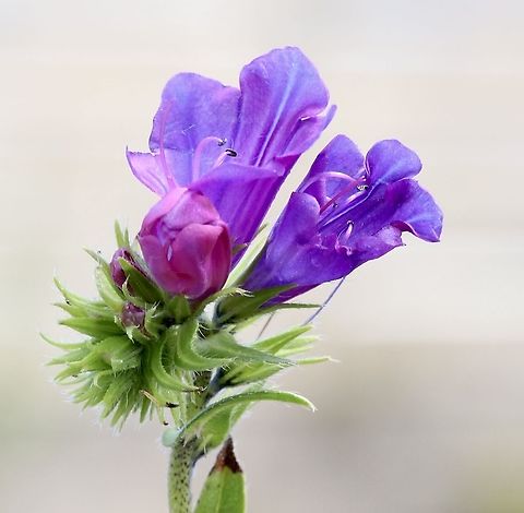 Purple Viper&rsquo;s Bugloss - Echium plantagineum Also known as Paterson&rsquo;s curse, and it truly is a curse in some areas of southern Australia. Some areas with cleared hills for farming are inundated with this weed as far as the eye can see. Australia,Eamw flora,Echium plantagineum,Geotagged,Purple Viper's Bugloss,Spring