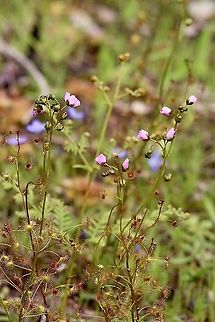 Tall Sundew - Drosera auriculata  Australia,Drosera peltata,Eamw flora,Geotagged,Shield sundew,Winter