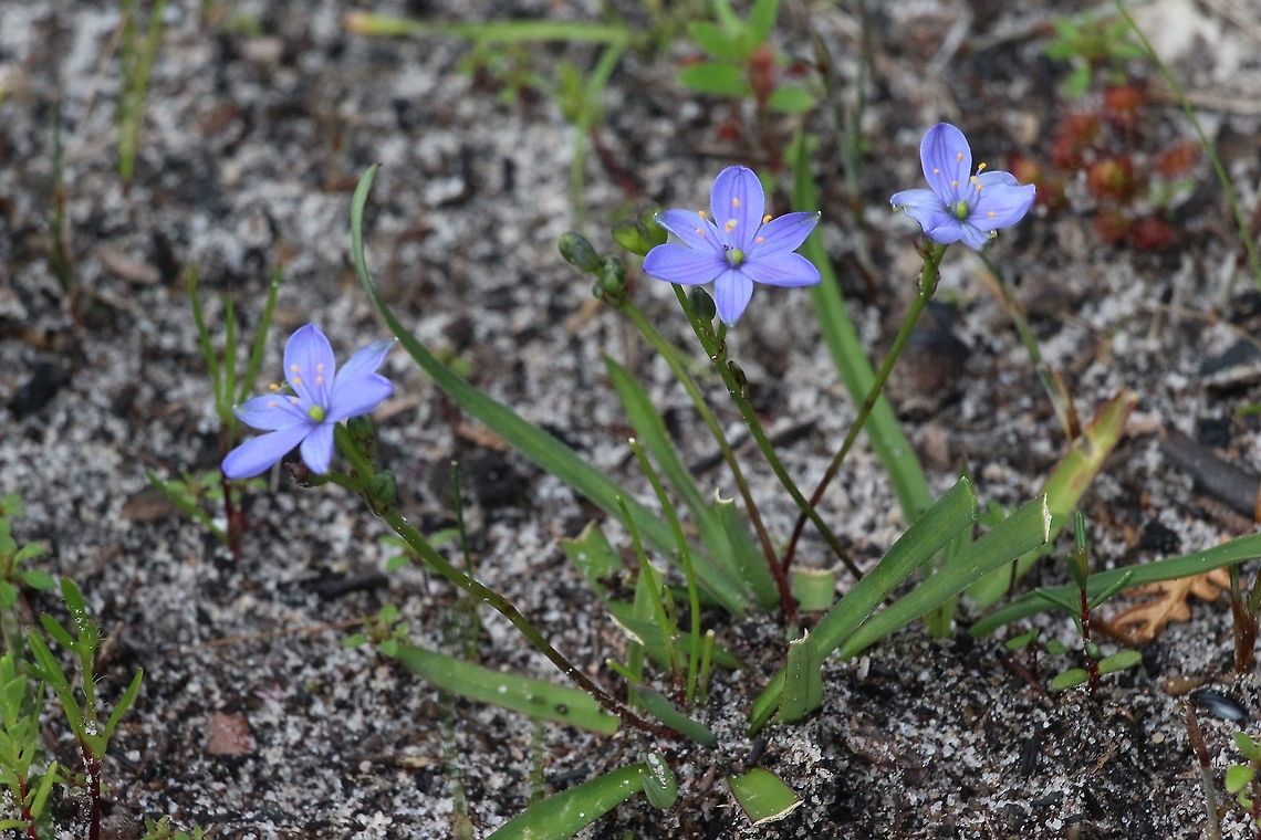 Blue stars - Chamaescilla corymbosa Delightful little plant. Australia,Blue Stars,Chamaescilla corymbosa,Eamw flora,Geotagged,Winter