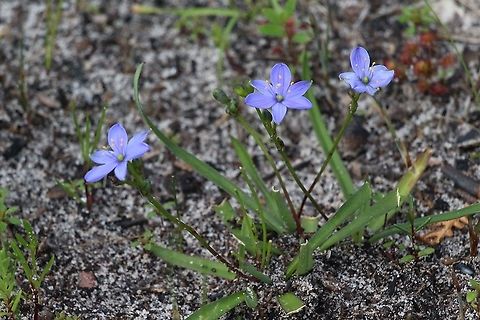 Blue stars - Chamaescilla corymbosa Delightful little plant. Australia,Blue Stars,Chamaescilla corymbosa,Eamw flora,Geotagged,Winter