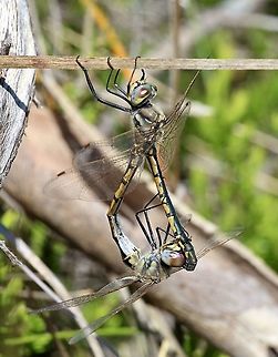 Tau emerald- Hemicordulia tau  Australia,Eamw dragonflies,Geotagged,Hemicordulia tau,Spring,Tau emerald