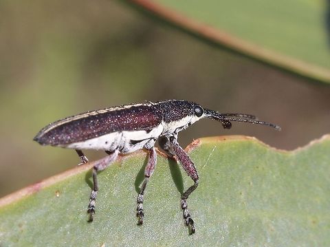 Rhinotia brunnea Living on a Acacia longifolia tree. Australia,Eamw beetles,Eamw weevils,Geotagged,Rhinotia brunnea,Spring