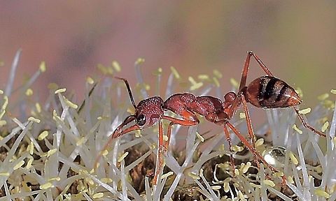 Bull Ant -  Myrmecia nigriscapa Searching for food along a grass tree flower spike. Australia,Eamw Ants,Geotagged,Myrmecia nigriscapa