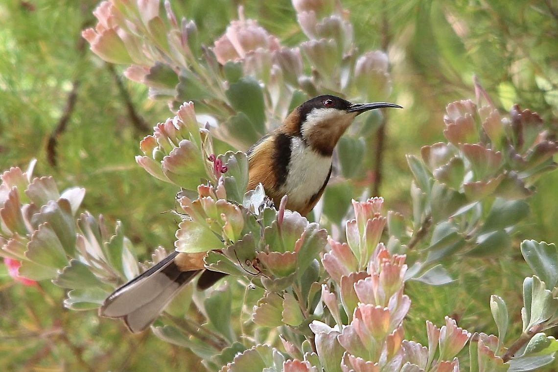Eastern Spinebill- Acanthorhynchus tenuirostris If you have a garden full of nectar bearing plants you will have a constant display of honeyeaters. Acanthorhynchus tenuirostris,Australia,Eamw Honeyeaters,Eamw birds,Eamw honeyeaters,Eastern Spinebill,Geotagged,Spring,Willunga SA