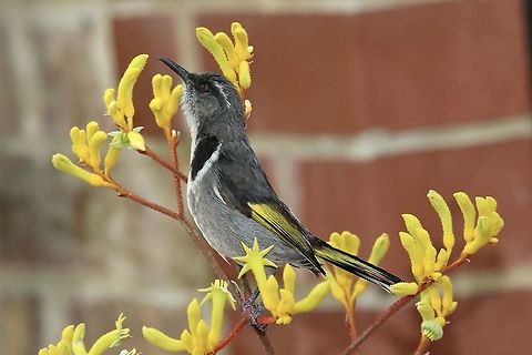 Crescent honeyeater - Phylidonyris pyrrhopterus Loves to explore kangaroo paw flowers for nectar. Australia,Crescent honeyeater,Eamw birds,Eamw honeyeaters,Geotagged,Phylidonyris pyrrhopterus,Spring
