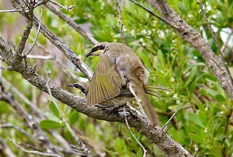 Singing honeyeater- Gavicalis virescens) A choir on the way.  Name change from Lichenostomus virescens to Gavicalis virescens Aldinga SA,Australia,Eamw birds,Eamw honeyeaters,Gavicalis virescens,Geotagged,Singing honeyeater,winter
