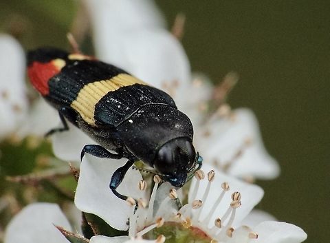 Castiarina bella Feeding on pollen from a Leptospermum ( tea tree) Australia,Castiarina bella,Eamw beetles,Geotagged,Summer,eamw jewel beetles