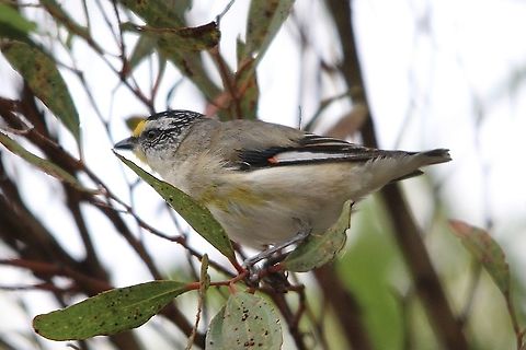 Striated Pardalote -Pardalotus striatus Alwise busy searching for bugs. Australia,Eamw birds,Geotagged,Pardalotus striatus,Spring,Striated Pardalote