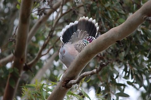 Crested pigeon - Ocyphaps lophotes A male putting on a courtship dance for the female on the forest floor ,watching him.  Australia,Crested pigeon,Eamw birds,Geotagged,Ocyphaps lophotes,Spring