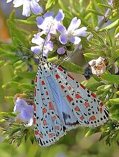 Heliotrope moth - Utetheisa pulchelloides  Australia ew,Eamw moth,Heliotrope moth,Oct 2015,Utetheisa ew,Utetheisa pulchelloides,Vic Aust