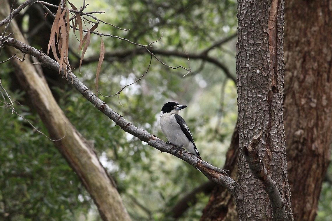 Grey Butcherbird - Cracticus torquatus Often found hanging out around BBQ. areas to see if a free handout might come it&rsquo;s way.  Australia,Cracticus torquatus,Eamw birds,Geotagged,Grey Butcherbird,Spring