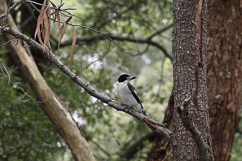 Grey Butcherbird - Cracticus torquatus Often found hanging out around BBQ. areas to see if a free handout might come it’s way.  Australia,Cracticus torquatus,Eamw birds,Geotagged,Grey Butcherbird,Spring