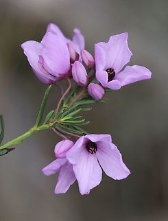 Hairy Pink -Bells - Tetratheca pilosa  Australia,Eamw flora,Geotagged,Hairy Pink-Bells,Tetratheca pilosa,Winter