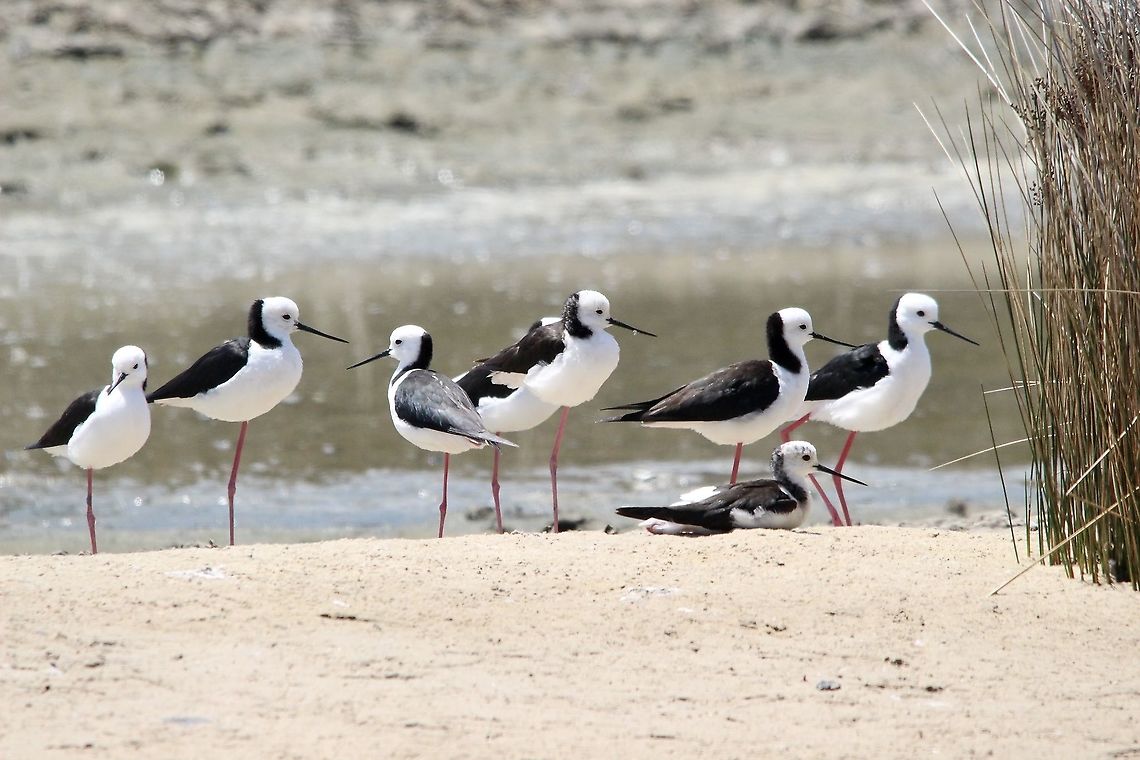 Pied stilt - Himantopus leucocephalus  Australia,Eamw birds,Geotagged,Goolwa sa,Himantopus leucocephalus,Pied stilt,Spring