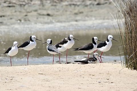 Pied stilt - Himantopus leucocephalus  Australia,Eamw birds,Geotagged,Goolwa sa,Himantopus leucocephalus,Pied stilt,Spring