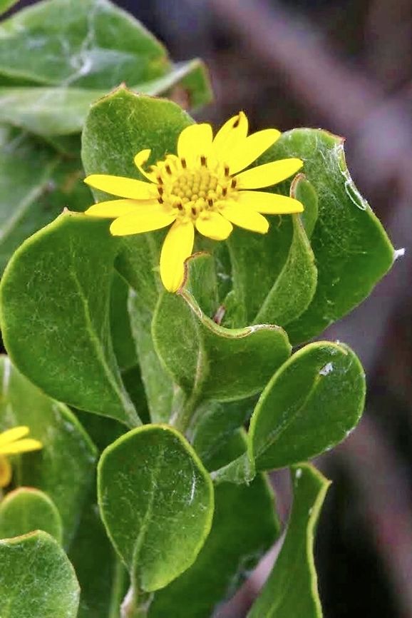 Bietou weed - Osteospermum moniliferum Introduced from South Afrika. Australia,Bietou,Eamw flora,Geotagged,Osteospermum moniliferum