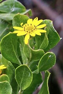 Bietou weed - Osteospermum moniliferum Introduced from South Afrika. Australia,Bietou,Eamw flora,Geotagged,Osteospermum moniliferum