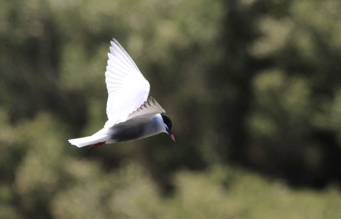 Whiskered tern - Chlidonias hybrida  Australia,Chlidonias hybrida,Eamw birds,Geotagged,Spring,Whiskered tern