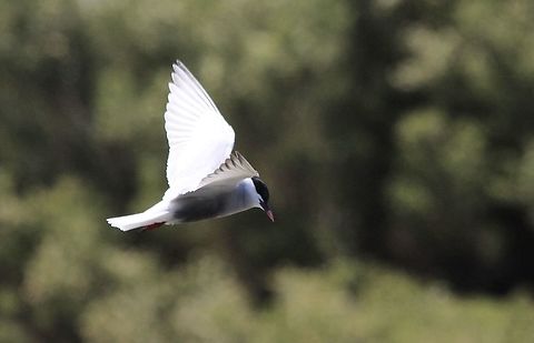 Whiskered tern - Chlidonias hybrida  Australia,Chlidonias hybrida,Eamw birds,Geotagged,Spring,Whiskered tern