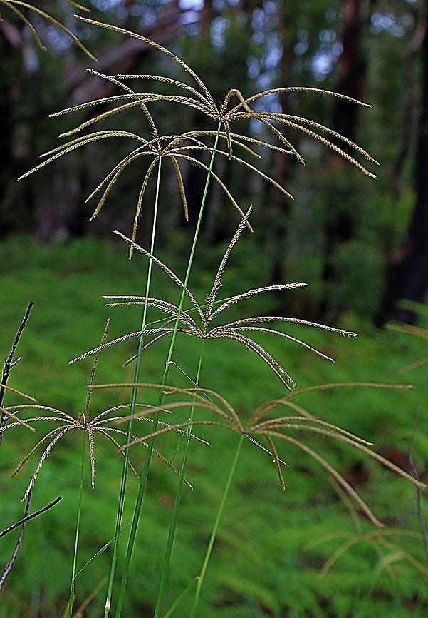 Windmill grass - Cloris truncata  Australia,Chloris  truncata,Chloris truncata,Eamw flora,Geotagged,Summer