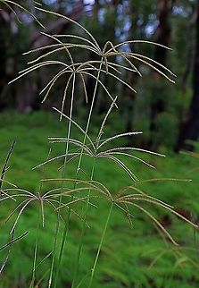 Windmill grass - Cloris truncata Australia,Chloris truncata,Chloris truncata,Eamw flora,Geotagged,Summer