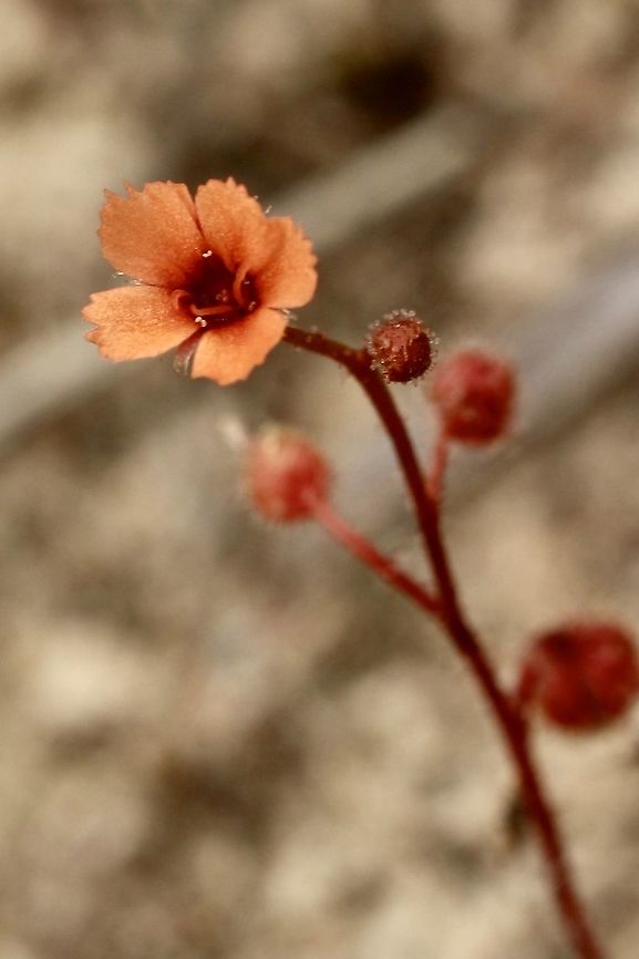 Pimpernel or scarlet sundew - Drosera glanduligera  Australia,Drosera glanduligera,Eamw flora,Geotagged,Pimpernel sundew,Spring