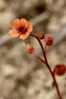 Pimpernel or scarlet sundew - Drosera glanduligera  Australia,Drosera glanduligera,Eamw flora,Geotagged,Pimpernel sundew,Spring