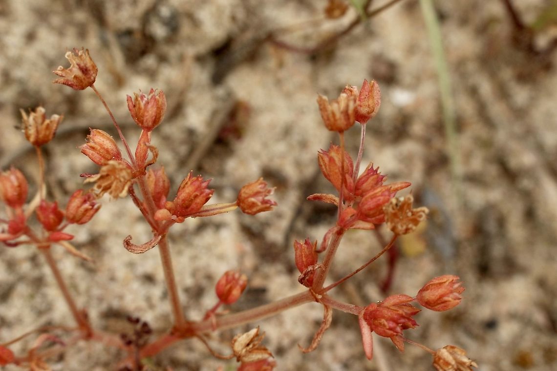 Rufous stonecrop - Crassula decumbens Empty seed pods. Australia,Crassula decumbens,Eamw flora,Geotagged,Rufous stonecrop,Spring