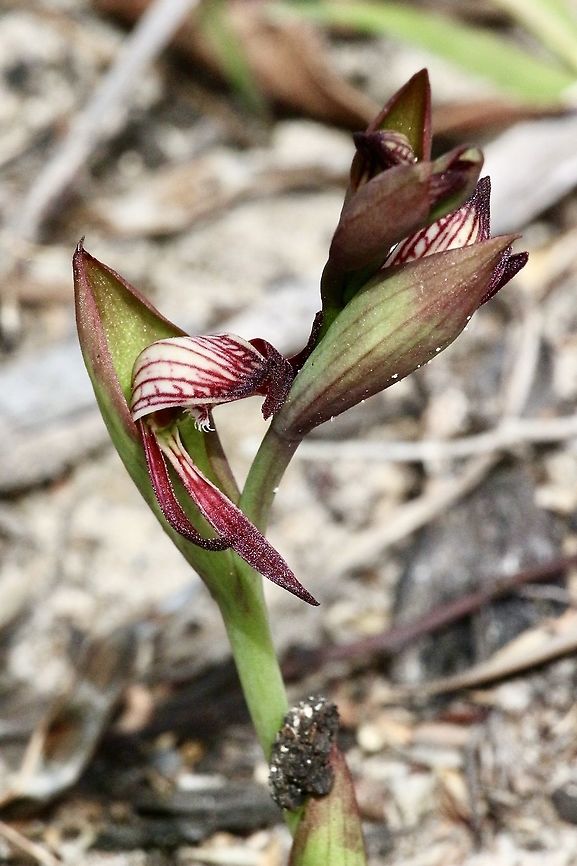 Red beaks - Pyrorchis nigricans  Australia,Eamw flora,Eamw orchids,Geotagged,Orchids August,Pyrorchis nigricans,Red beaks,Winter