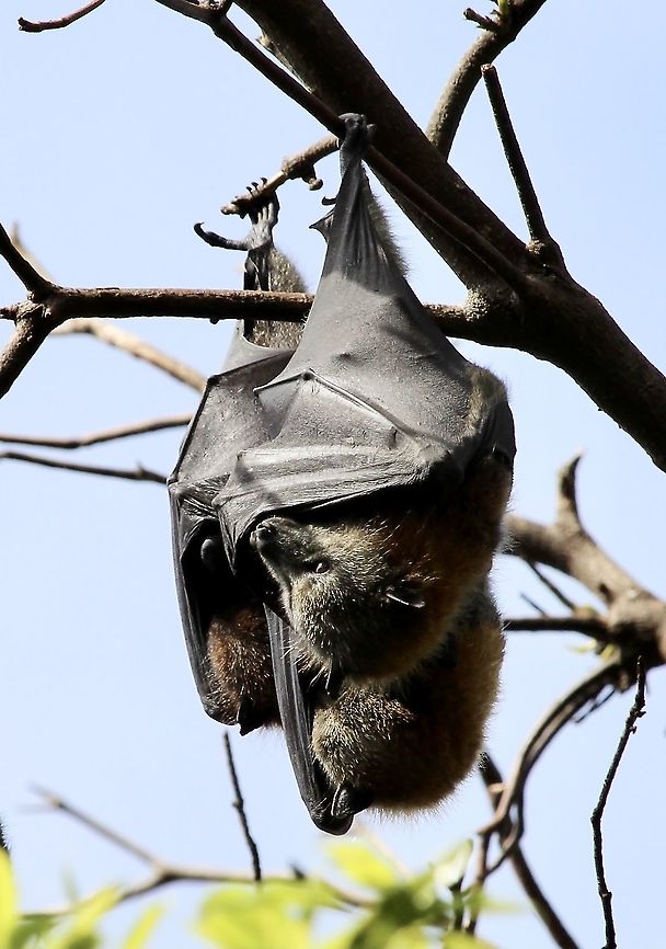Grey-headed flying Fox - Pteropus poliocephalus, Eamw mammals  Australia,Geotagged,Grey-headed flying fox,Pteropus poliocephalus,Winter