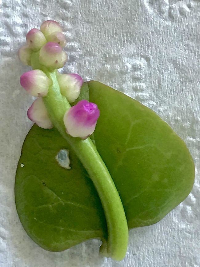 Kalahari spinach - Basella alba No camera with me ,so I had to take a pice with me to take a photo.<br />
This is another introduced plant . Australia,Basella alba,Eamw flora,Fall,Geotagged,Malabar spinach