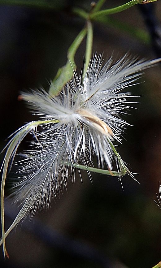Small-leaved Clematis - Clematis microphylla Looks like a ripe seed , ready to be taken away with an upcoming wind. Australia,Clematis microphylla,Eamw flora,Geotagged,Small-leaved Clematis,Spring