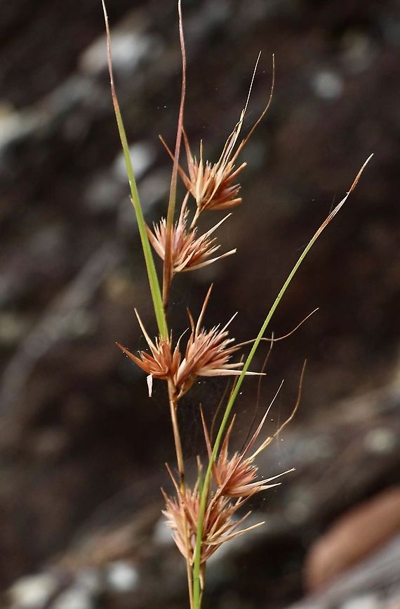 Kangaroo grass - Themeda triandra Ripe seed head. Australia,Eamw flora,Geotagged,Spring,Themeda triandra
