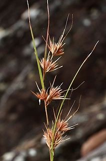 Kangaroo grass - Themeda triandra Ripe seed head. Australia,Eamw flora,Geotagged,Spring,Themeda triandra