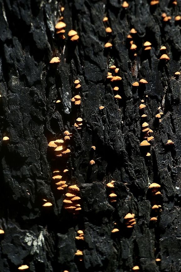 Unidentified bracket fungi . Found on a scorched eucalyptus, but still alive. Australia,Eamw fungi,Geotagged,Summer