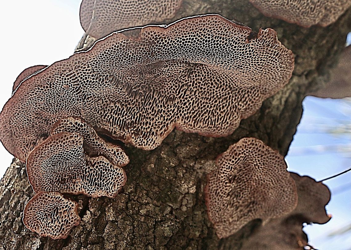 Underside of a unidentified bracket fungi.  Australia,Eamw fungi,Geotagged,Summer