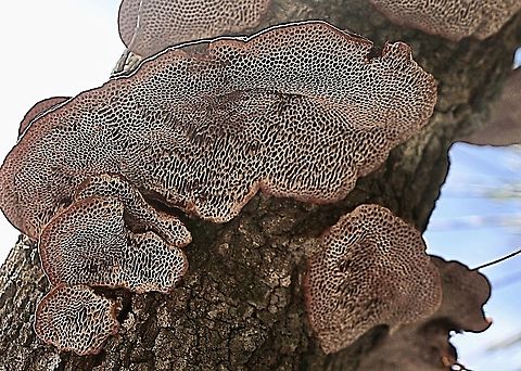 Underside of a unidentified bracket fungi.  Australia,Eamw fungi,Geotagged,Summer