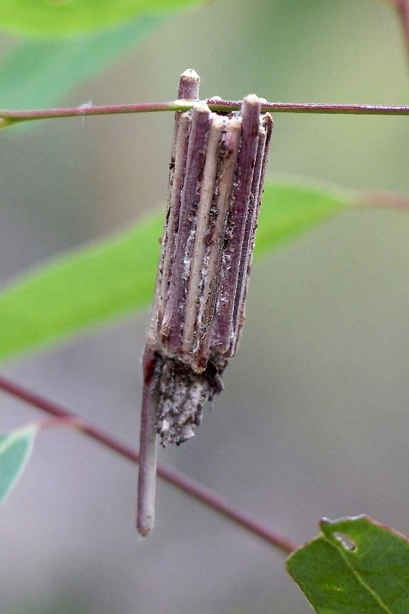 Case moth caterpilar shelter from species - Clania ignobilis As mentioned in the info section. Alwise one stick is very much longer then all others. Australia,Case moth,Clania,Clania ignobilis,Eamw case moth,Eamw moth,Geotagged,Spring
