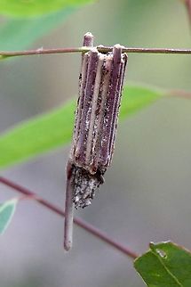 Case moth caterpilar shelter from species - Clania ignobilis As mentioned in the info section. Alwise one stick is very much longer then all others. Australia,Case moth,Clania,Clania ignobilis,Eamw case moth,Eamw moth,Geotagged,Spring