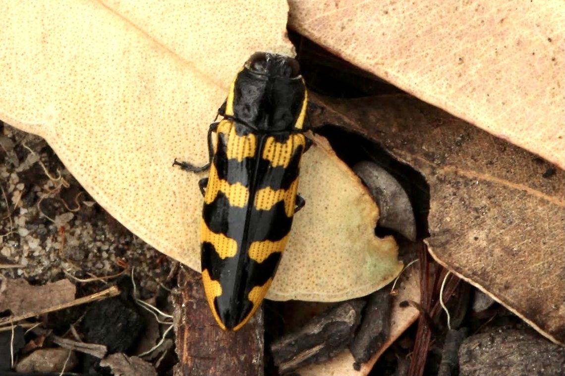 Banksia Jewel Beetle - Cyrioides imperialis  Australia,Banksia Jewel Beetle,Cyrioides imperialis,Eamw beetles,East Kurrajong NSW,Geotagged,Spring,eamw jewel beetles
