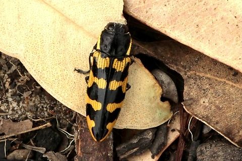 Banksia Jewel Beetle - Cyrioides imperialis  Australia,Banksia Jewel Beetle,Cyrioides imperialis,Eamw beetles,East Kurrajong NSW,Geotagged,Spring,eamw jewel beetles