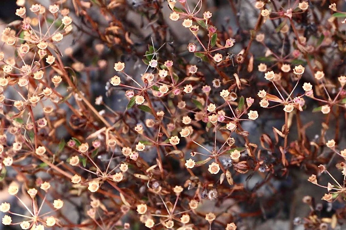 Pomax umbellata  Australia,Eamw flora,Geotagged,Pomax umbellata,Spring