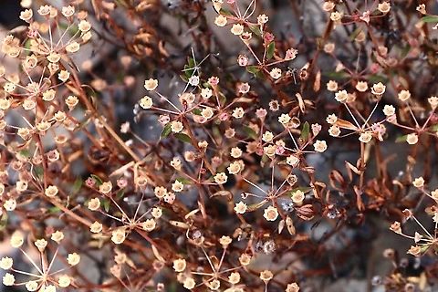 Pomax umbellata  Australia,Eamw flora,Geotagged,Pomax umbellata,Spring