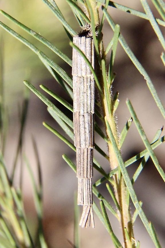 Tower Case Moth - Lepidoscia arctiella  Australia,Case moth,Eamw case moth,Eamw moth,Geotagged,Lepidoscia arctiella,Lepidoscia ew,Spring,Tower Case Moth
