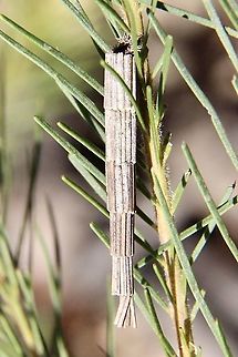 Tower Case Moth - Lepidoscia arctiella  Australia,Case moth,Eamw case moth,Eamw moth,Geotagged,Lepidoscia arctiella,Lepidoscia ew,Spring,Tower Case Moth