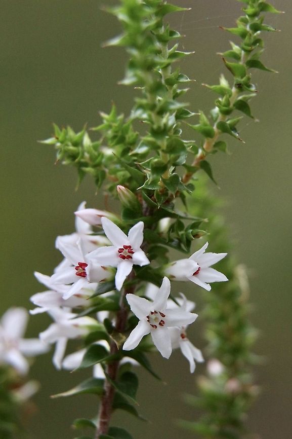 Wallum heath - Epacris pulchella  Australia,Epacris pulchella,Geotagged,Summer,eamw