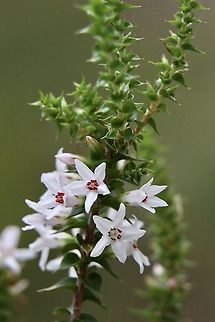 Wallum heath - Epacris pulchella  Australia,Epacris pulchella,Geotagged,Summer,eamw